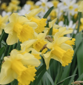 daffodils