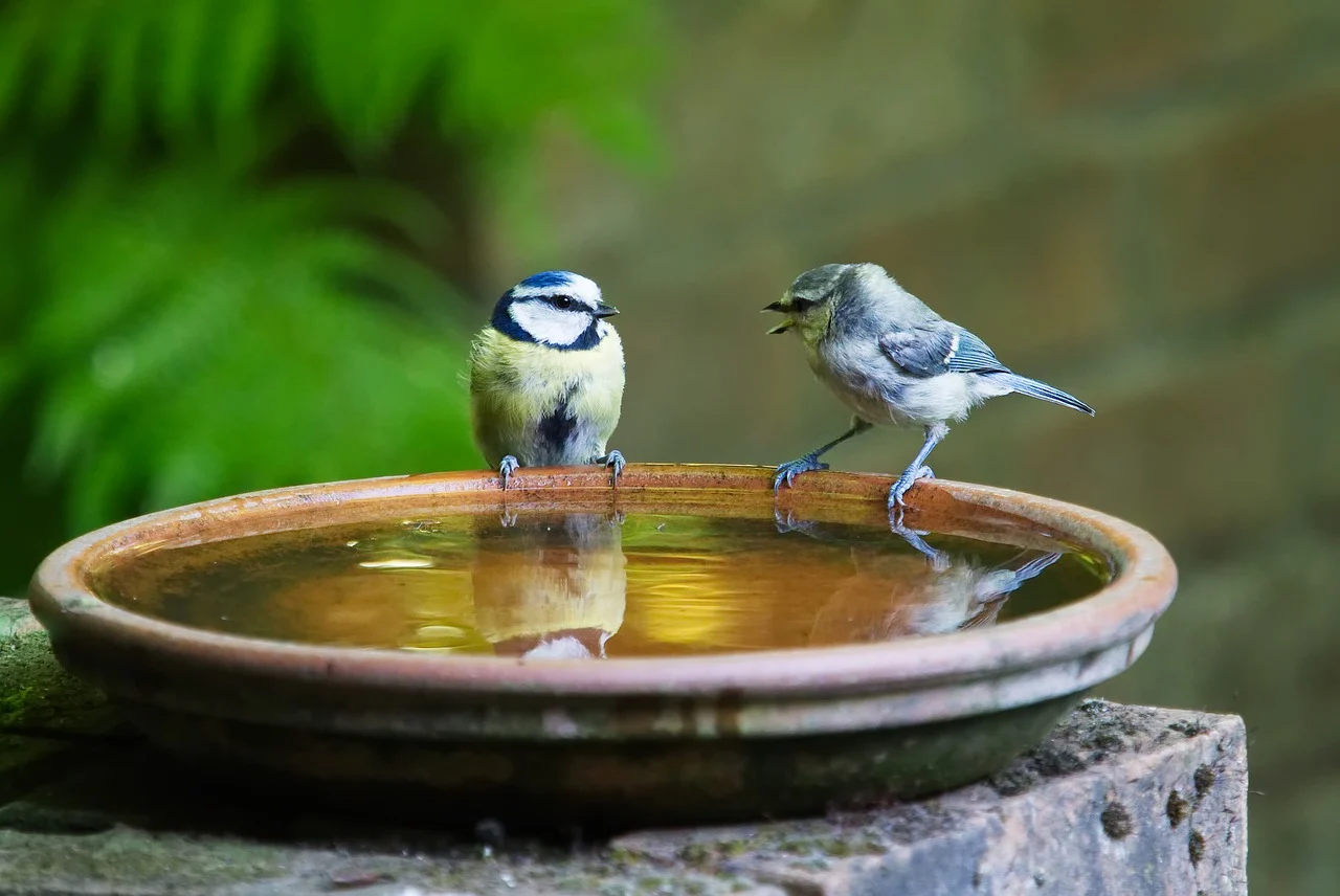 birds at bird bath